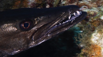 Barracuda